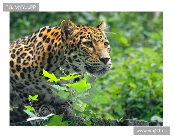 崇德荣海华北豹与晋钱豹共绘新形象